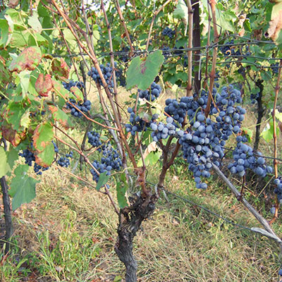 ジョージアのブドウ畑で栽培される赤ワイン用のブドウ